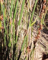 Restio quadratus