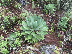 Agave chiapensis