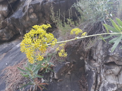 Bupleurum gibraltaricum