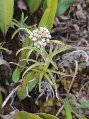 Chryselium gnaphalioides