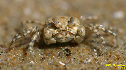 Scopimera globosa