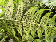 Diplazium viridissimum