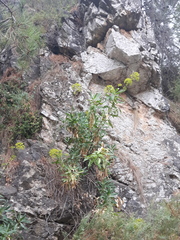 Bupleurum gibraltaricum