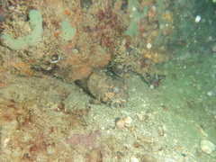 Amphichthys cryptocentrus