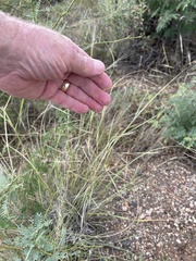Aristida ternipes gentilis