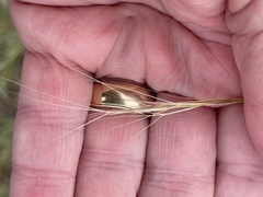 Aristida ternipes gentilis