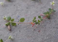 Crassula papillosa