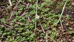 Crassula papillosa