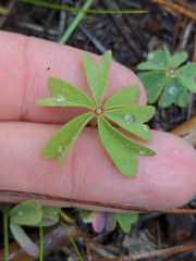 Oxalis decaphylla