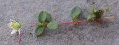 Crassula papillosa