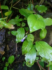 Rhynchoglossum