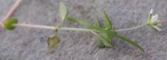 Crassula papillosa