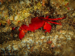 Euryozius bouvieri