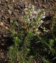 Hebenstretia robusta