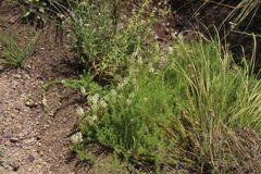 Hebenstretia robusta