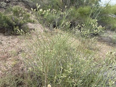 Baccharis brachyphylla