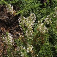 Hebenstretia robusta