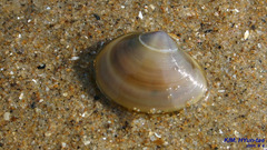Nuttallia japonica