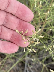 Baccharis brachyphylla
