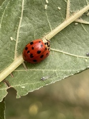 Harmonia axyridis
