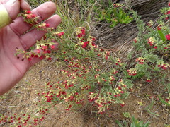 Hermannia diversistipula