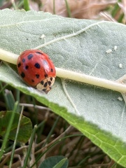 Harmonia axyridis