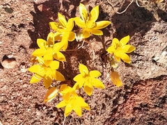 Ornithogalum multifolium