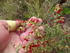 Hermannia diversistipula