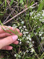 Limnosciadium pumilum