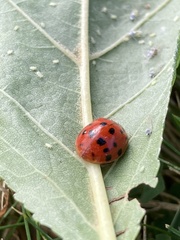 Harmonia axyridis