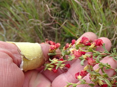 Hermannia diversistipula