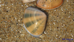 Macridiscus aequilatera