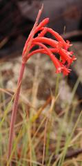 Cyrtanthus macowanii