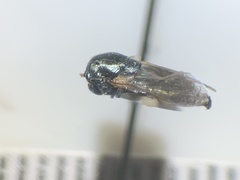 Orthonevra bellula