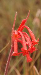 Cyrtanthus macowanii