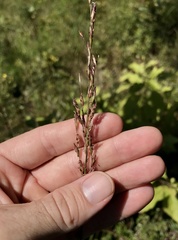 Tridens carolinianus