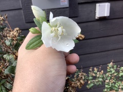 Philadelphus lewisii