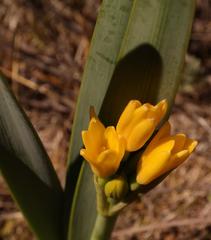 Cyrtanthus breviflorus