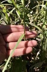 Tridens carolinianus