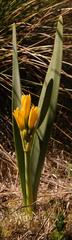 Cyrtanthus breviflorus
