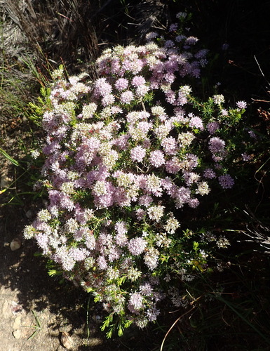 Agathosma cerefolia, photograph 3