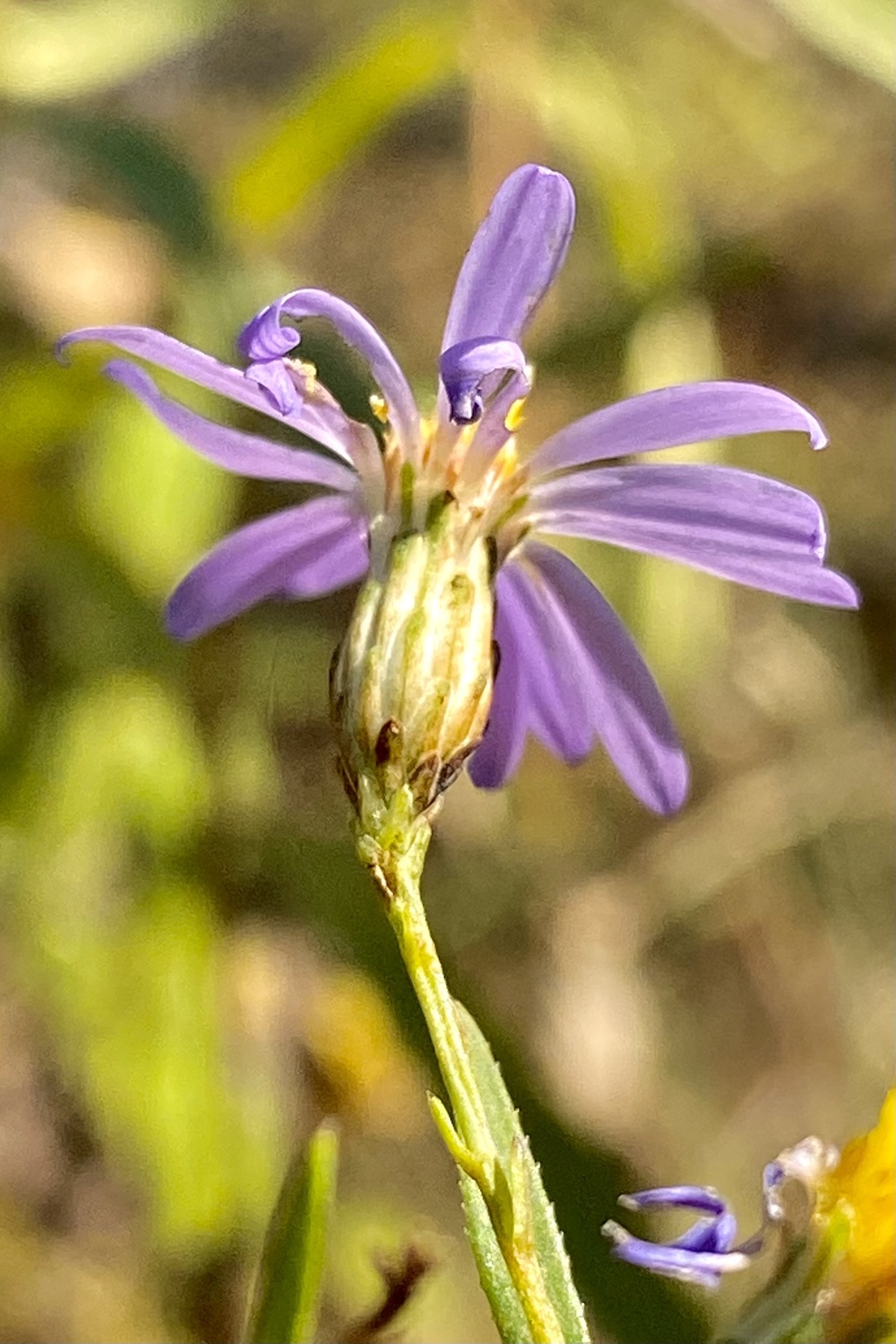 Symphyotrichum turbinellum