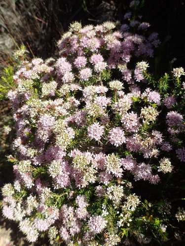 Agathosma cerefolia, photograph 2