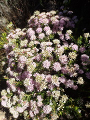 Agathosma cerefolium