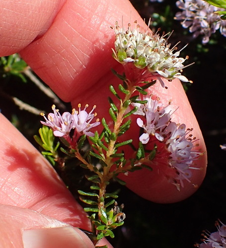 Agathosma cerefolia, photograph 1