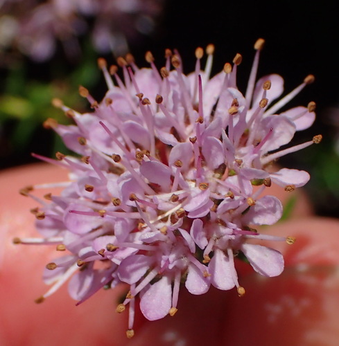 Agathosma cerefolia