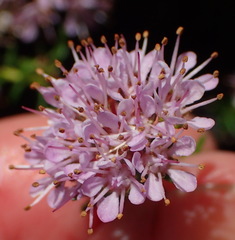 Agathosma cerefolium