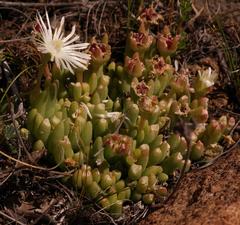 Delosperma brevisepalum