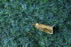 Endothenia quadrimaculana