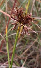 Cyperus marginatus